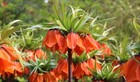 5 graines de fritillaire (Fritillaria) – Plante originale et raffinée
