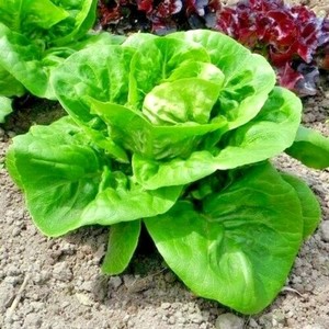 600+LITTLE GEM BUTTERHEAD LETTUCE Seeds Organic Non-GMO ...