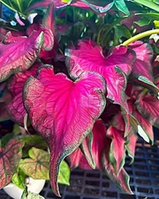 Caladium 'Sizzle' Size #2(2 bulbs) Size#1(1 bulb Large) - New Crop 2025