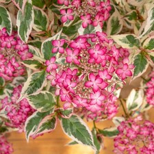 2x Hydrangea serrata 'Euphoria Pink' Jumbo Plug Plants