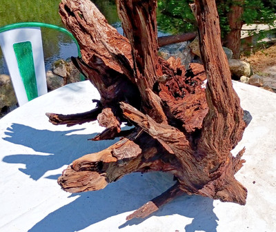 Cypress Subfossil Wood Stump Ancient Bog Wood /Drift Wood, Exotic Wood