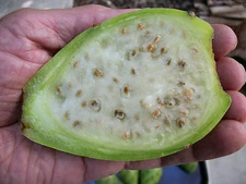 GIANT WHITE OPUNTIA PRICKLY PEAR NOPAL SPINELESS CACTUS-JUICY & SWEET 10 SEEDS  