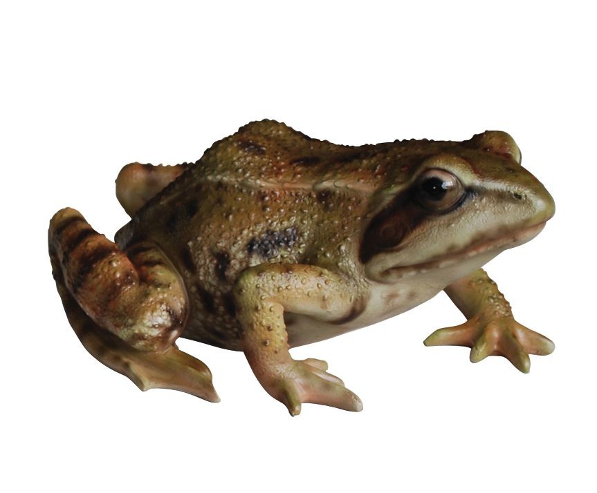 Frog - Lifelike Garden Ornament - Indoor or Outdoor - Real Life NEW