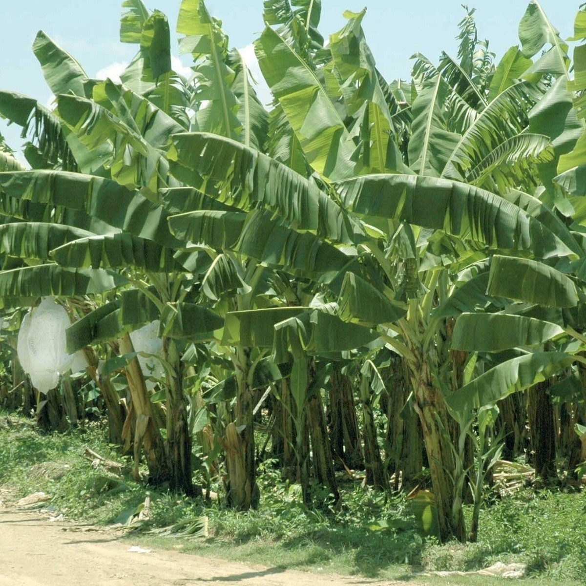 banana tree discount code