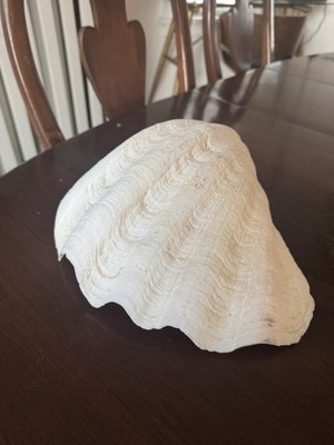 Giant Clam Seashell Half Tridacna Gigas 1 half shell 11.5   x 9.5 Coastal Decor