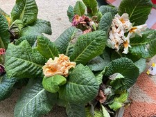 Garden flowers