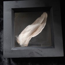 Mummified Rabbit Bunny Ear Good Luck Taxidermy Framed Gallery Wall Art Gothic