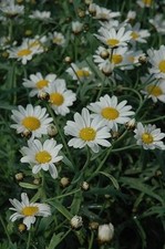 Marguerite Daisy x5 Perennial plug plants 