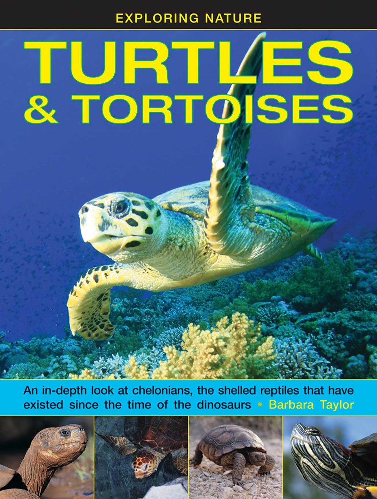 Exploring Nature: Turtles & Tortoises: An In-Depth Look at Chelo
