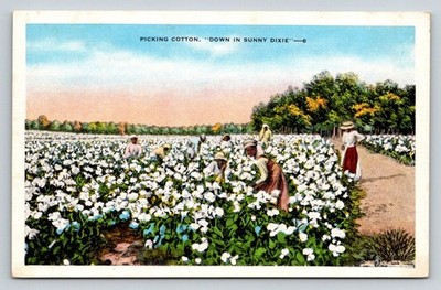 Picking Cotton   Down in Sunny Dixie Postcard