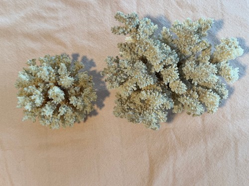 Antique 2 PCs Natural Dried Pocillopora (Cauliflower) Coral