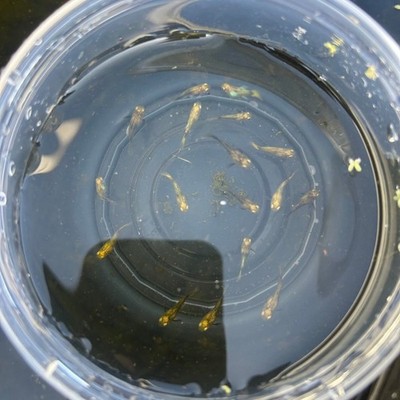 24k Gold short - One Baby Guppy