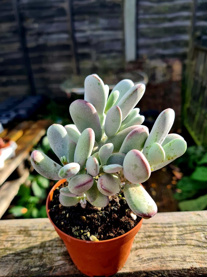 Cotyledon Orbiculata Oophylla | Round Leaf Navel-Wort succulent plant ...