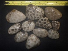 Unpolished Petoskey Stones 1 Pound