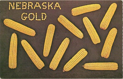 Nebraska Gold Corn Greetings Cornhusker State Chrome Postcard Unused