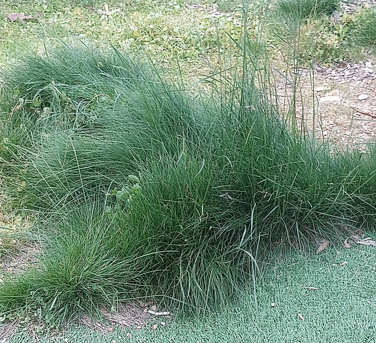 Tall Fescue When To First Cut New Grass Elfin Tall Fescue Lawn