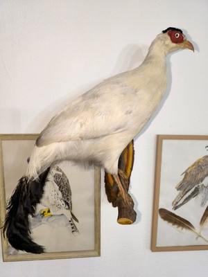 bird mount taxidermy realistic piece rare pheasant OOAK odity