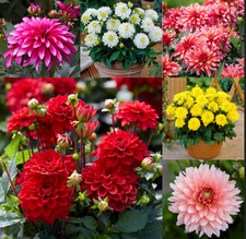 Dahlia flower bulb tuber - over 60 varieties - Dracula, Crazy Love, Purple Gem