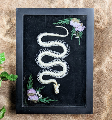 Corn Snake Skeleton Taxidermy Oddities curiosities none venomous collectible