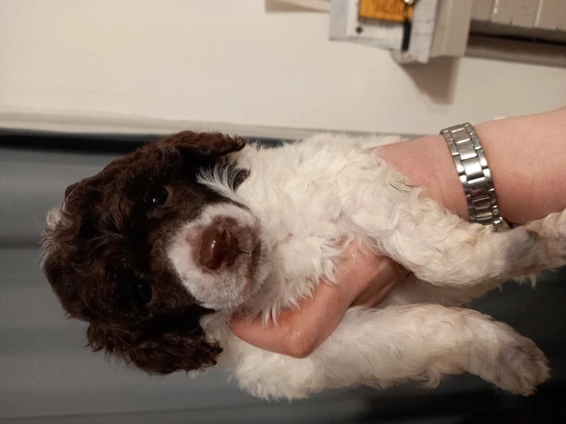 silver beige toy poodle