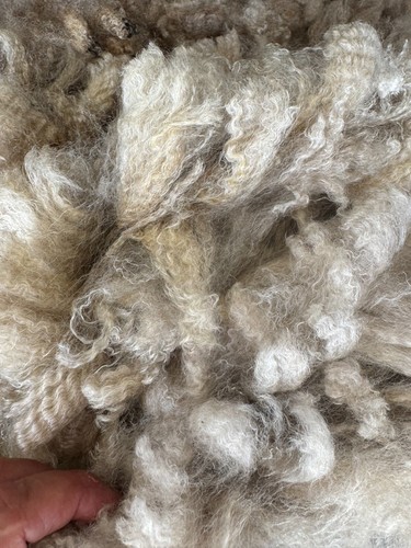 Raw Wool Fleece CVM Breed 7 lbs 10 oz Light Brown Great Crimp! 2025 Kostos - Picture 3 of 8