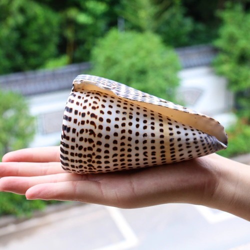 Natural Black Corn Conch Sea Shell Natural Seashell Specimen Beach Decoration - Picture 3 of 12