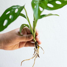 Swiss Cheese Monstera Adansonii Cutting – Rooted, Approx. 20cm (No pot inc)