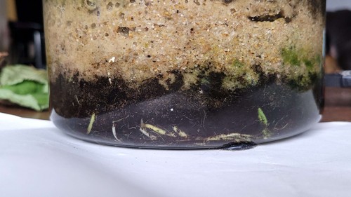 Father Fish Aquarium Substrate Supplement (80gal/300litres) - Picture 3 of 5