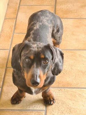 dachshund for sell