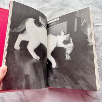 Nobuyoshi Araki Cat Chiro My Love Photo Book JAPAN 1993 | eBay