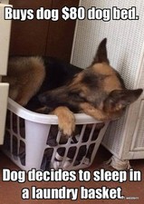 german Shepherd refrigerator magnet 2 1/2 x 3 1/2