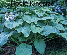 Hosta Kingsize X 1 Bare Root