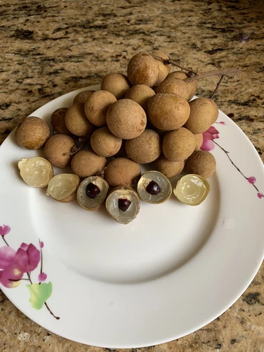 20 Longan Seeds , Dragon Eye Fruit Sweet Delicious , 2024 Season , in Florida