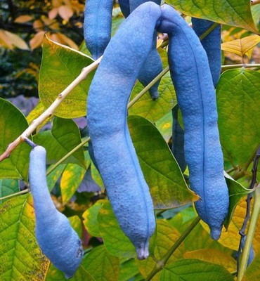 Decaisnea fargesii - Blue Sausage Fruit | Dead Man s Fingers