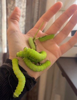 Actias Luna Moth LIVE COCOON Insect 