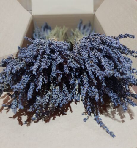 Greek Dried Lavender Bunch 300 stems 1 bunch 30-32 cm Organic Harvest July 2023 - Picture 1 of 12