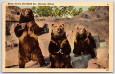 Kodiac Bears Brookfield Zoo Chicago Illinois Postcard Brown Black Animals Teddy