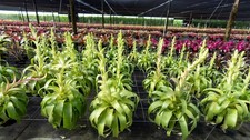 Bromelia - Tillandsia Samantha - Live plant