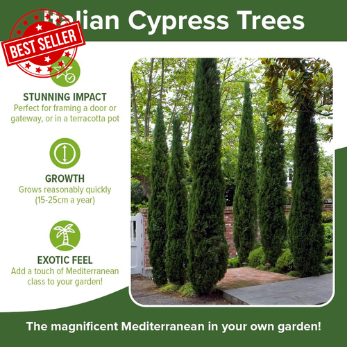 Set of 2 Italian Cypress Trees, 90-120CM Tall, Ornamental Evergreen Shrubs - Picture 6 of 12