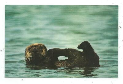 Seeotter Judson Vandevere Mike Roberts Farbproduktionen Berkeley CA Postkarte 