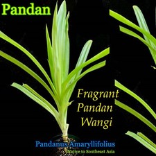 ~FRAGRANT PANDAN WANGI~ Pandanus Amaryllifolius UNIQUE RICE SPICE 12-18+in Potd