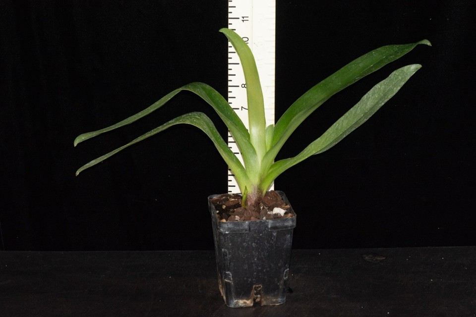 Paphiopedilum Osage Eagle 3 (Desert Rain x Chocolate Eagle), in spike