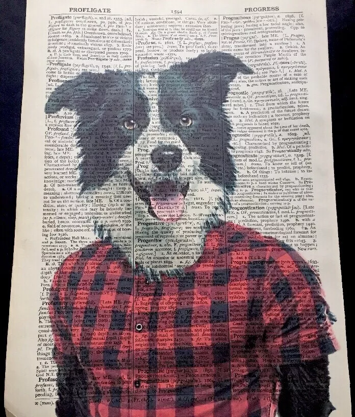 Border hot sale collie clothes