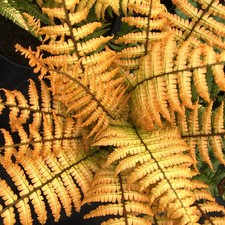 Fern Jurassic Gold Golden Foliage Hardy Perennial Shade Plant 2