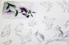 Old Sketchbook With Drawings - Loose Pages, Signed P. Hornig 1894 - 1898