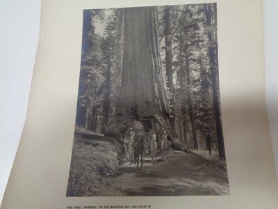 Vintage WAWONA TUNNEL SEQUOIA TREE MARIPOSA GROVE PHOTO Military John Muir ?