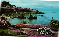 The Magic Carpet Of Red And Pink Ice Plants Pacific Grove CA Vintage Postcard