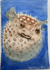 Original watercolor Pufferfish Puffed 7x5 Made to Order undersea fish painting