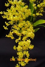 FRGRANT MINIATURE ONCIDIUM ORCHID HYBRID Twinkle yellow BS/PB 2 in pot