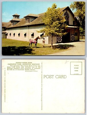 Castleton Farm Saddle Horse Barn Lexington KY Curteichcolor Postcard